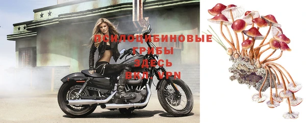 амф Ельня
